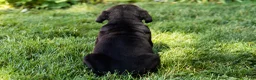 Cane Corso dogs for sale: Hunter - Ad 5
