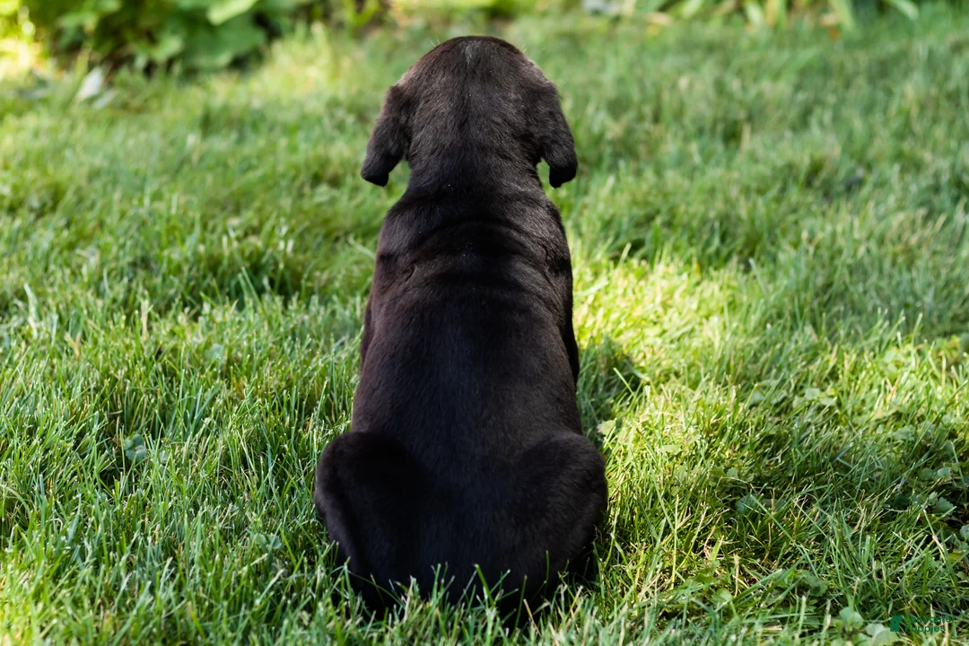 Cane Corso dogs for sale: Hunter - Ad 5