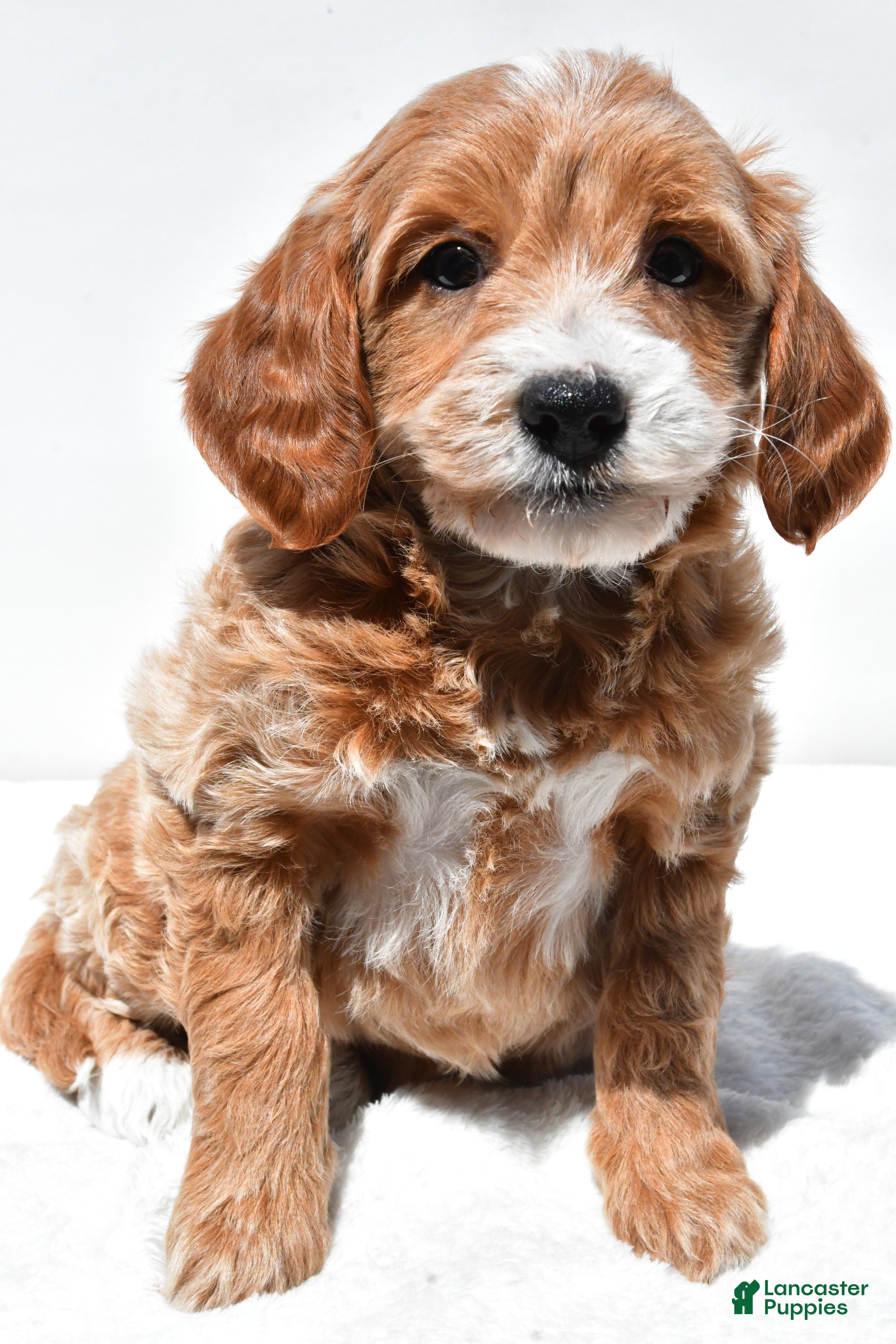 Mini Goldendoodle dogs Kate - Ad 1