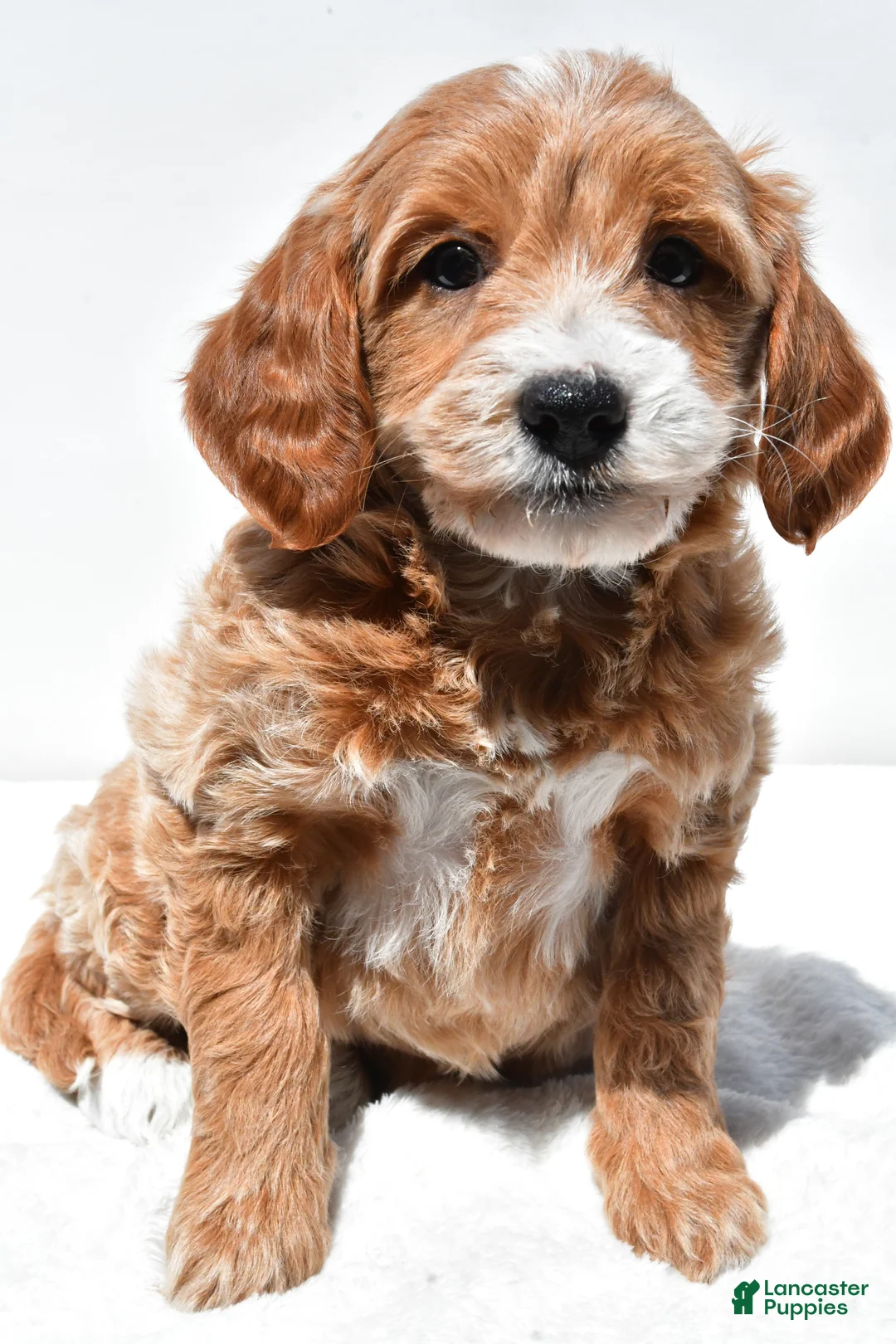 Mini Goldendoodle dogs for sale: Kate - Ad 1