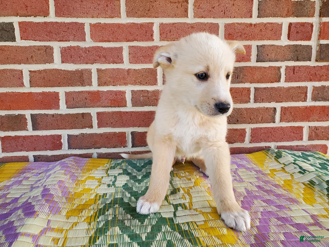 Mixed Breed dogs for sale: Henry - Ad 2
