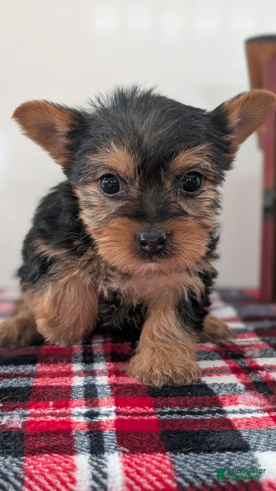 Yorkshire Terrier dogs for sale: Dahlia  - Ad 11