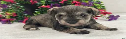Miniature Schnauzer dogs for sale: Josie Female 4 - Ad 1