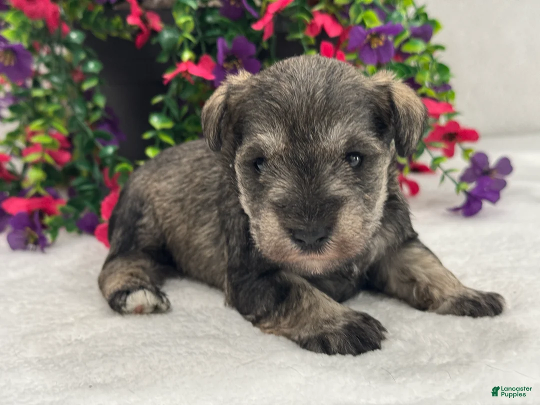 Miniature Schnauzer dogs for sale: Josie Female 4 - Ad 1