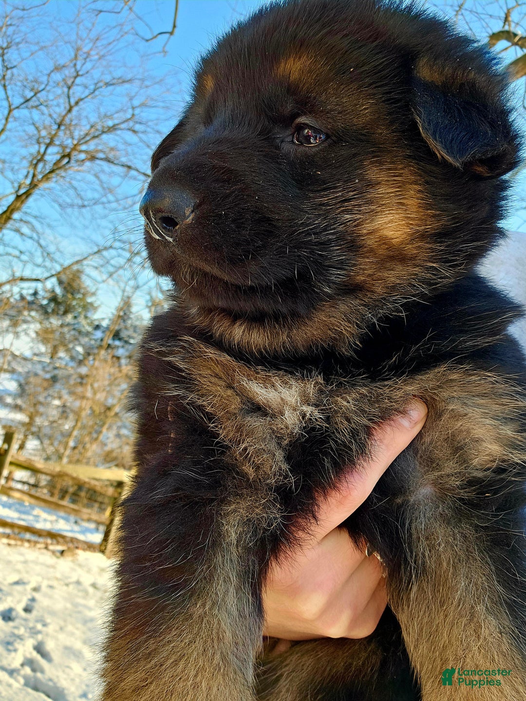 German Shepherd dogs for sale: Socks - Ad 1