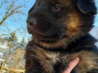 German Shepherd dogs Socks - Ad 7