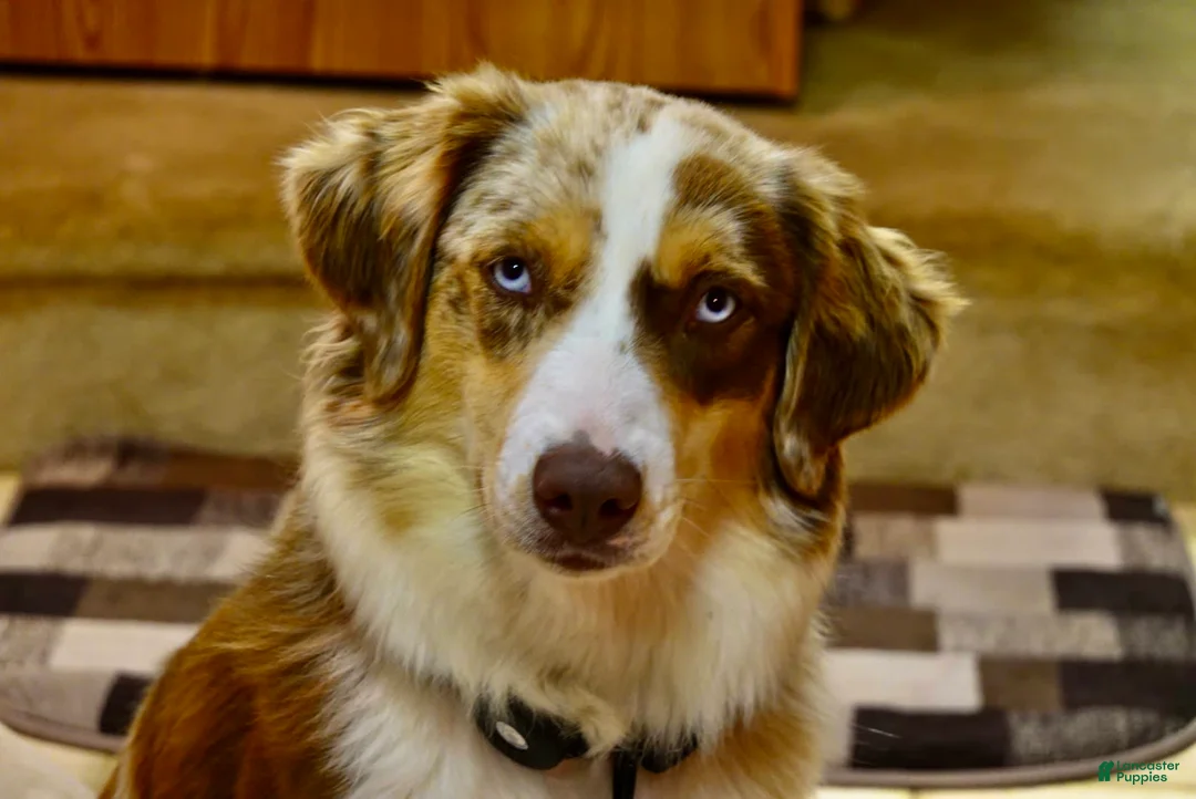 Gallery Image {{count}}