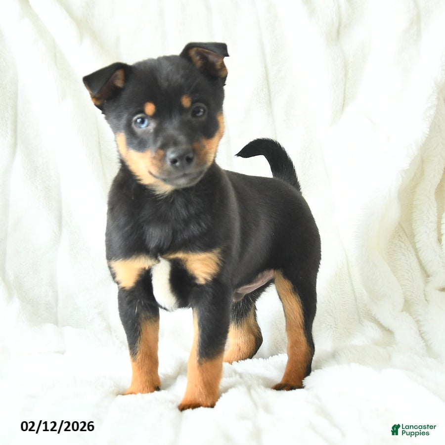 Mixed Breed dogs Kirby - Ad 15