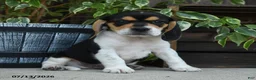 Beagle dogs for sale: Jupiter - Ad 5