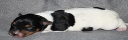 Rat Terrier dogs for sale: Bombay - Ad 2