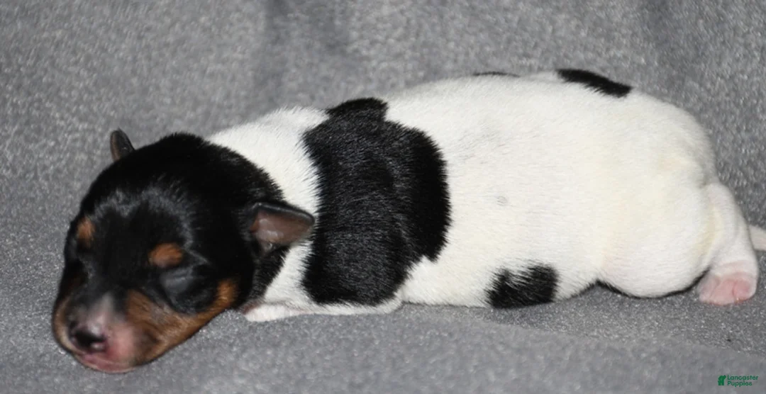 Rat Terrier dogs for sale: Bombay - Ad 2