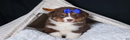 Miniature Australian Shepherd dogs for sale: SPIKE - Ad 13