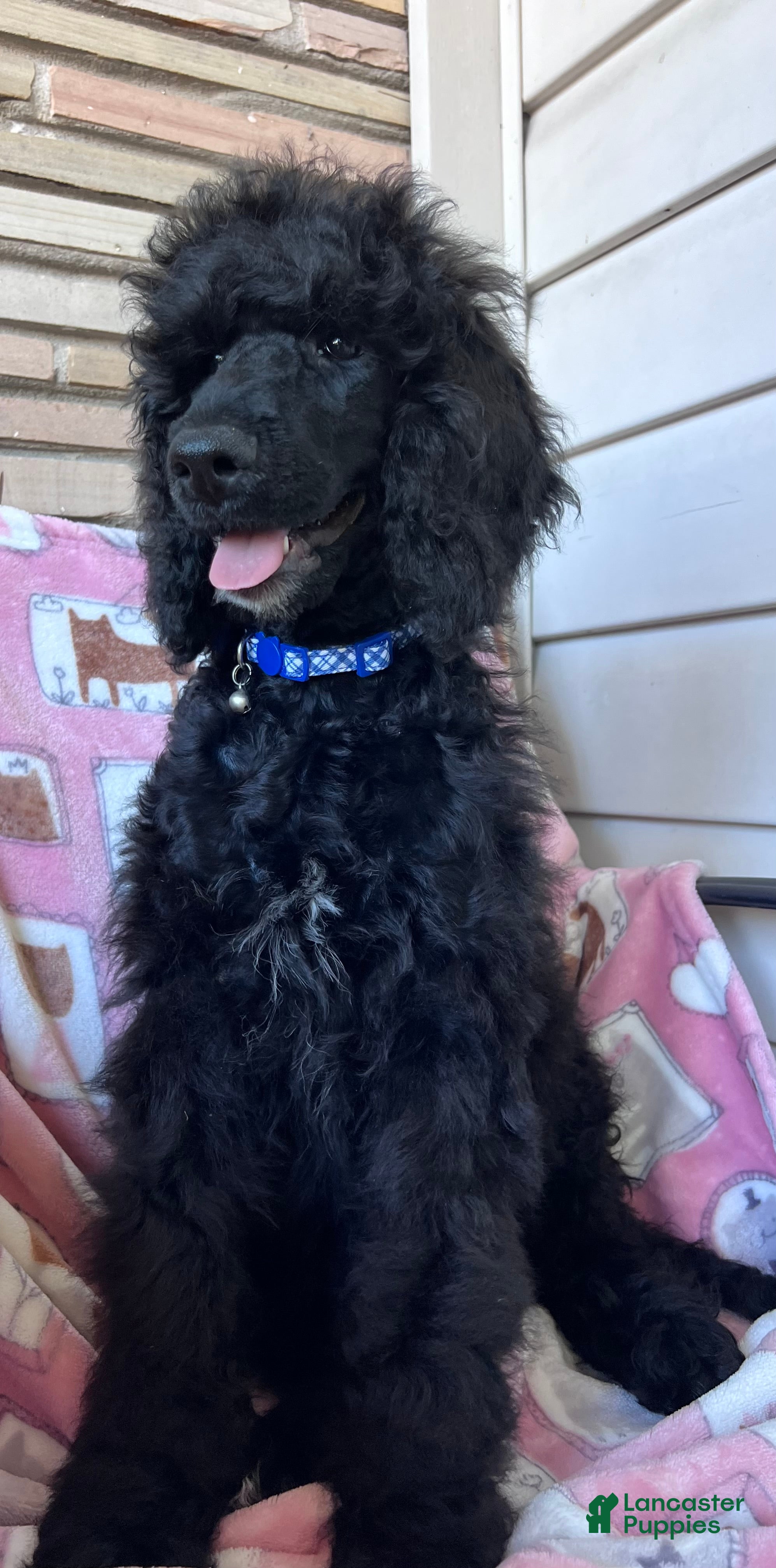 Standard Poodle dogs Standard Poodle  - Ad 1