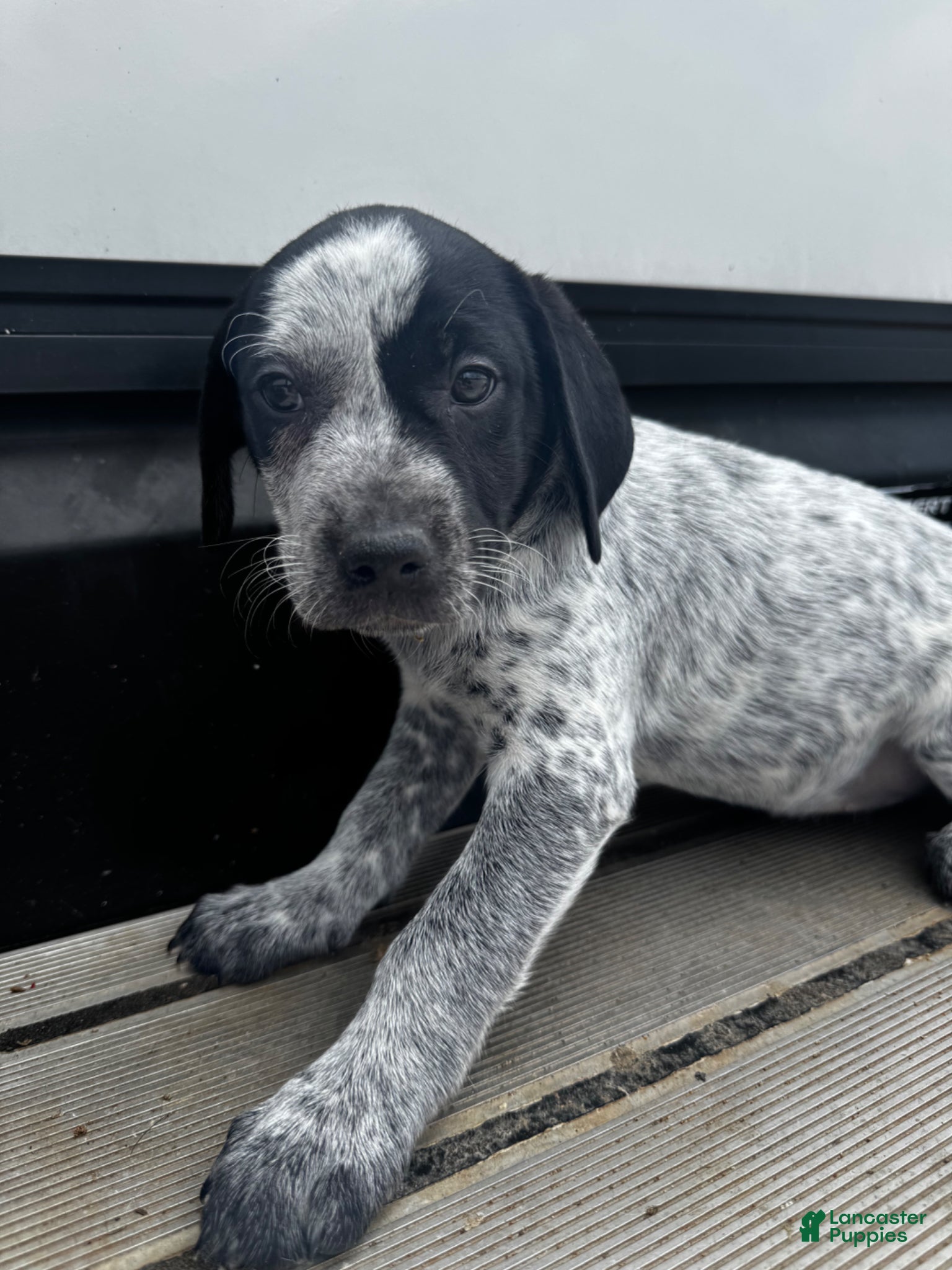 Mixed Breed dogs Shadow - Ad 35