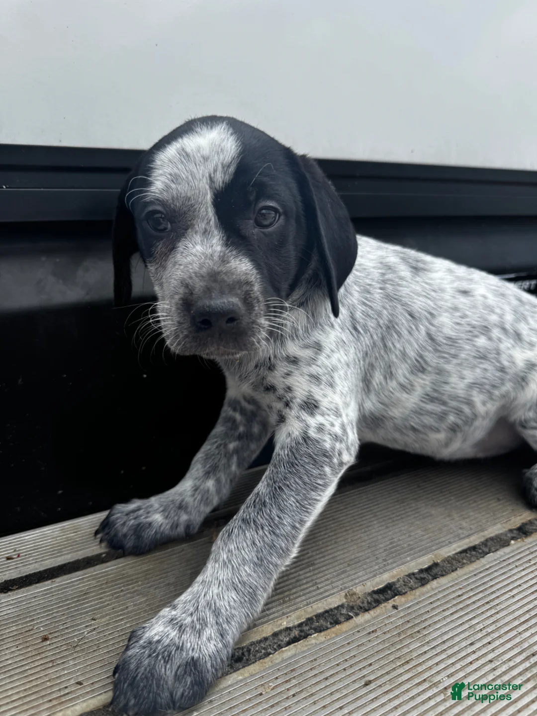 Mixed Breed dogs for sale: Shadow - Ad 1