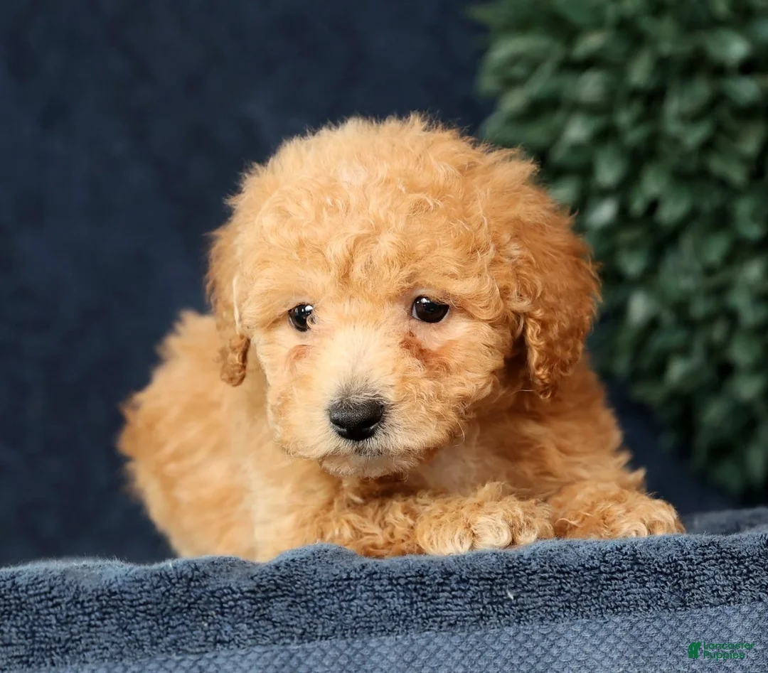 Bichpoo dogs for sale: Homer - Ad 2
