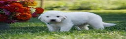 Great Pyrenees dogs for sale: AKC Polaris - Ad 3