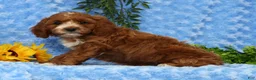 Cavapoo dogs for sale: Lynn - Ad 7