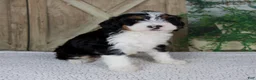 Mini Bernedoodle dogs for sale: Treva - Ad 6