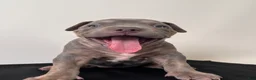 American Bully dogs for sale: American Bully Puppy 1 - Ad 2