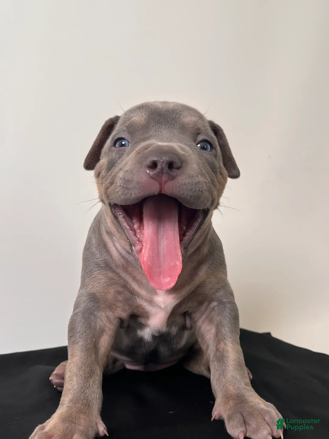 American Bully dogs for sale: American Bully Puppy 1 - Ad 2