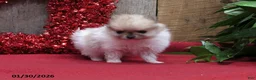 Pomeranian dogs for sale: Minnie - Ad 2