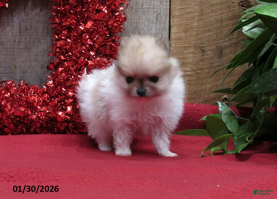 Pomeranian dogs for sale: Minnie - Ad 2