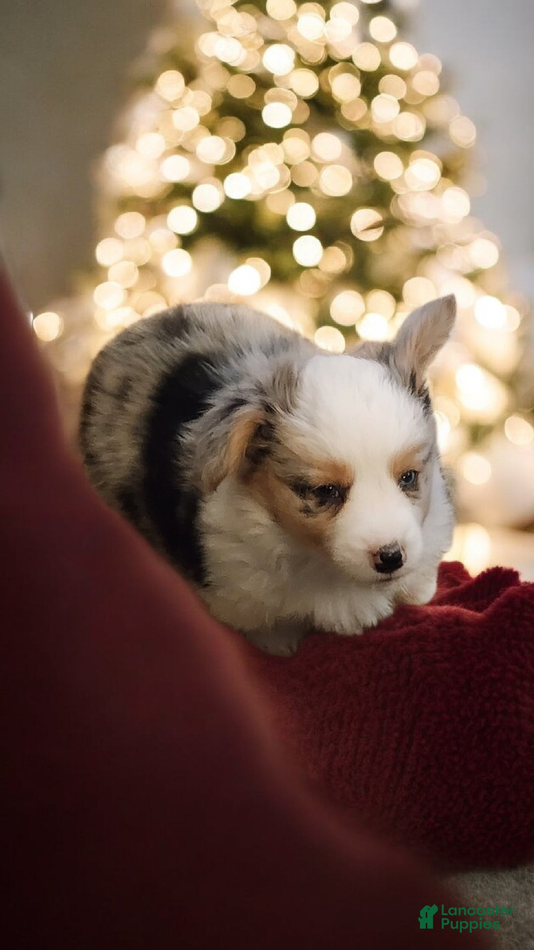 Welsh Corgi Pembroke dogs for sale: Merlin Fluffy Merle - Ad 16