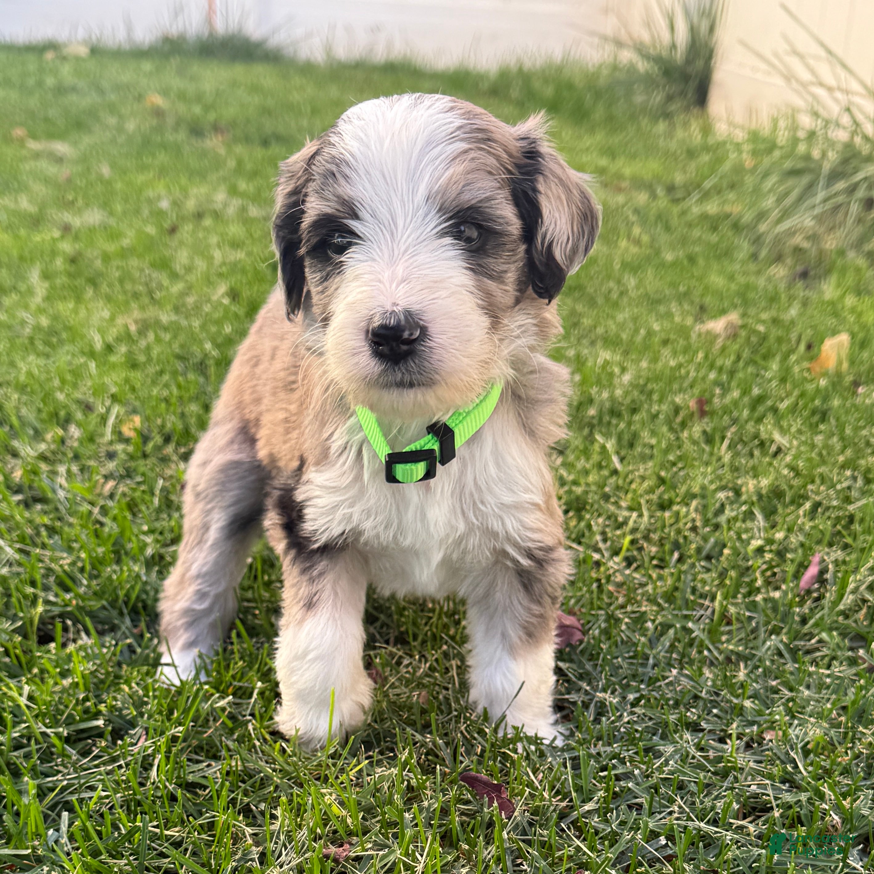 Bernedoodle dogs Treat - Ad 1