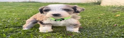 Bernedoodle dogs for sale: Treat - Ad 3