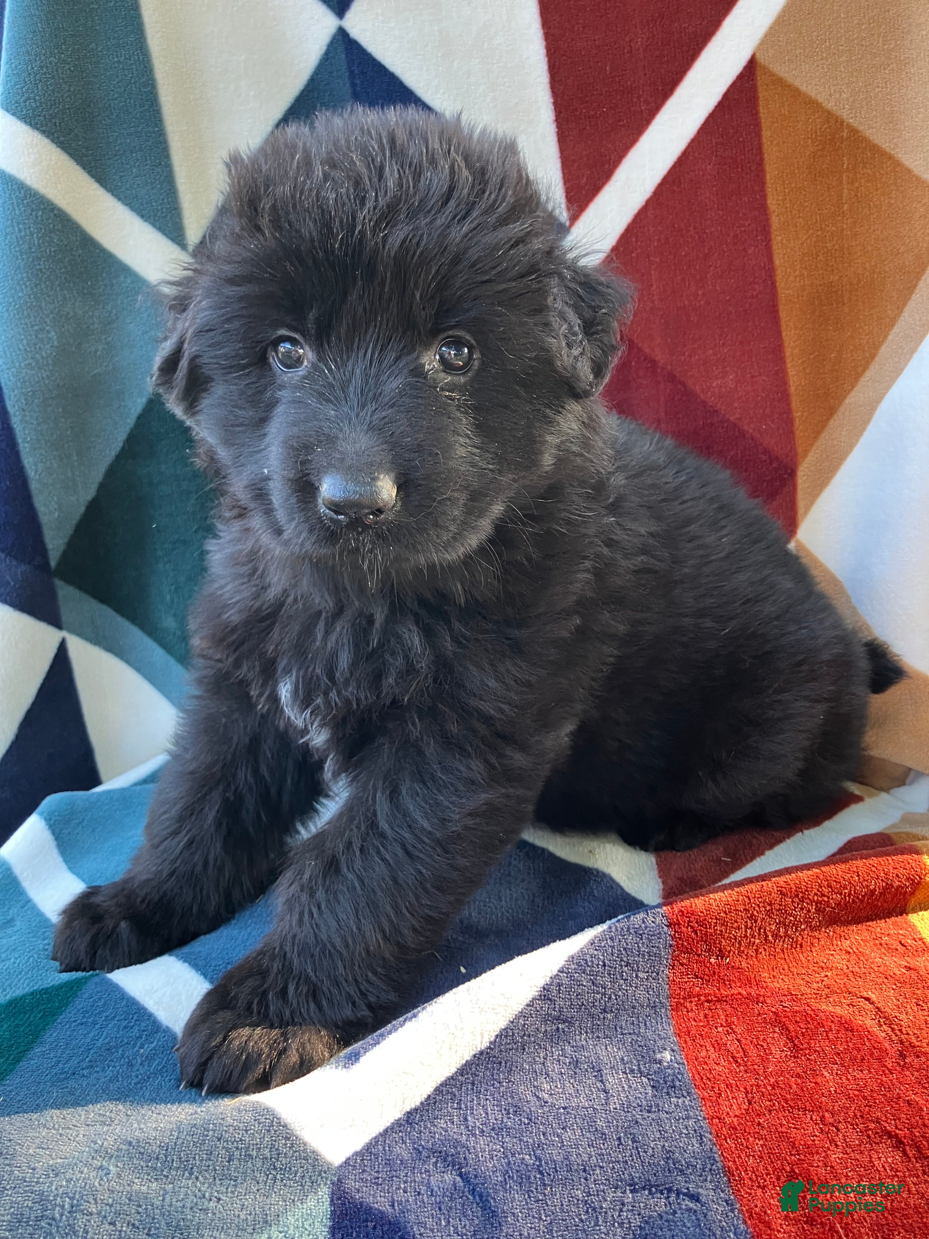 German Shepherd dogs Long Coat Female - Ad 2
