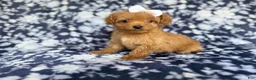 Cockapoo dogs for sale: Fergi - Ad 3