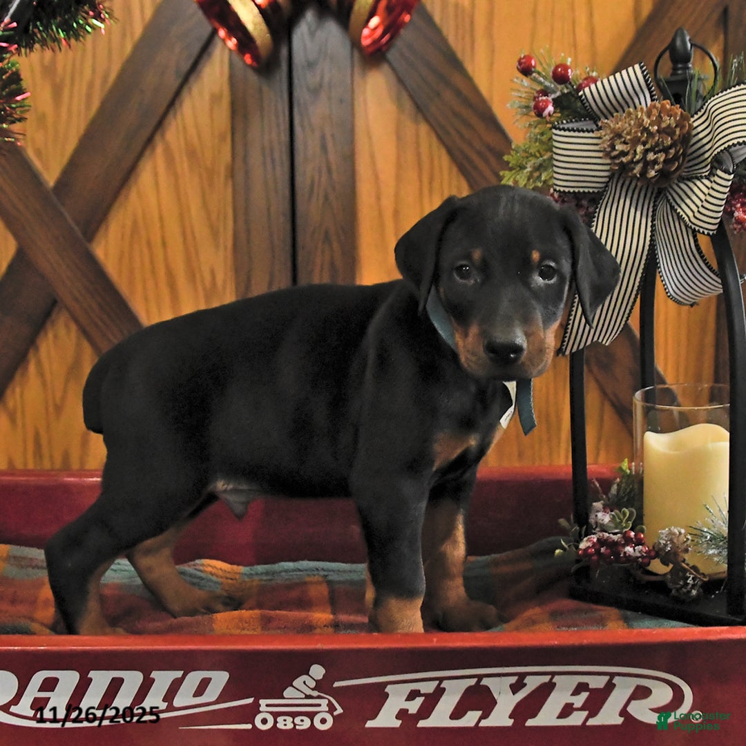 Doberman Pinscher dogs for sale: Murray - Ad 3