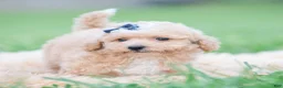 Maltipoo dogs for sale: Bronx F1B - Ad 5