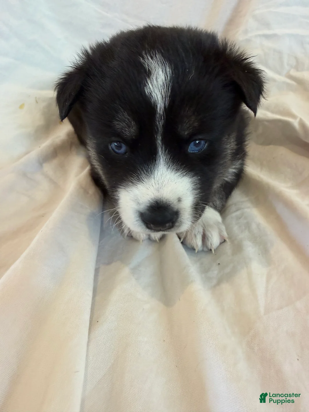 Pomsky dogs for sale: Blue - Ad 3