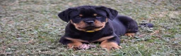 Rottweiler dogs for sale: Rustic - Ad 2