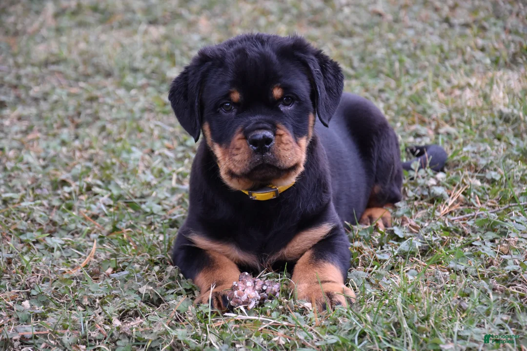 Rottweiler dogs for sale: Rustic - Ad 2