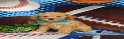 Mixed Breed dogs for sale: Marshall Hypoallergenic - Ad 2