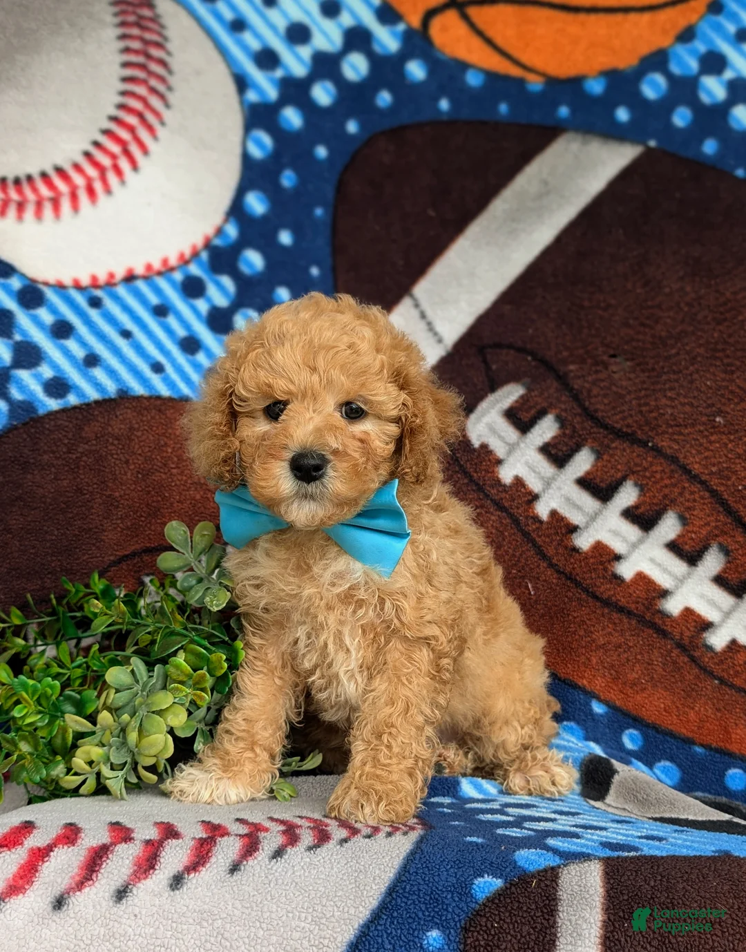 Mixed Breed dogs for sale: Marshall Hypoallergenic - Ad 2