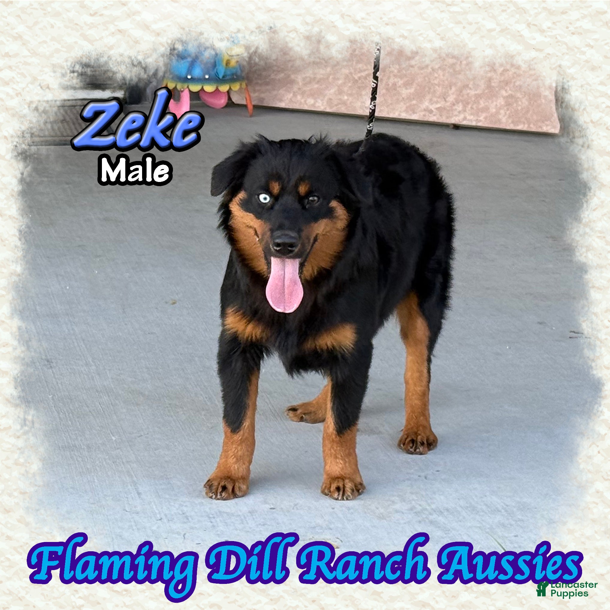 Miniature Australian Shepherd dogs for sale: Zeke - Ad 1