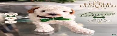 Miniature Poodle 1