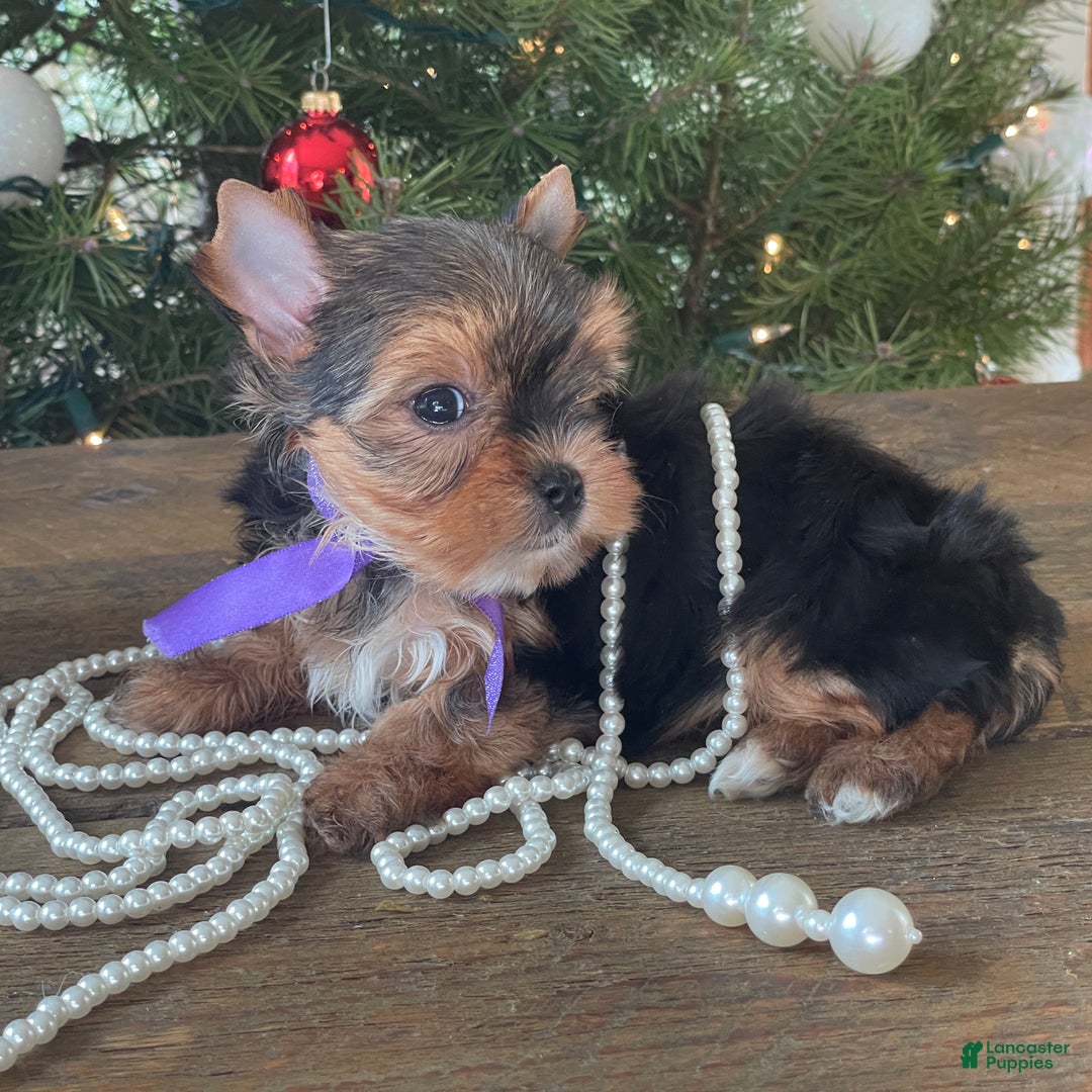 Mixed Breed dogs for sale: Lolita - Ad 3