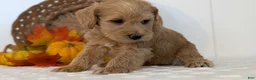 Schnoodle dogs for sale: Rover - Ad 7