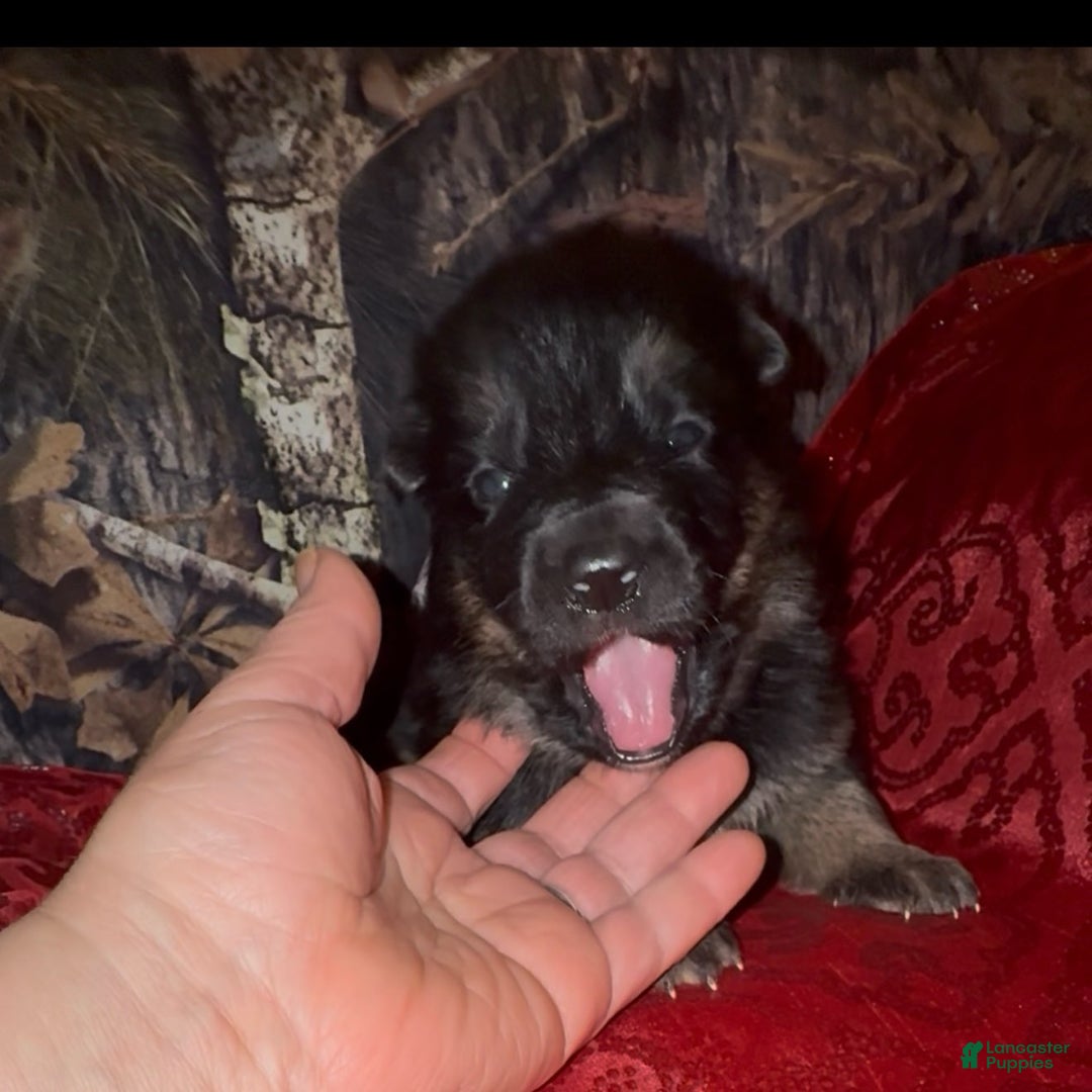 German Shepherd dogs for sale: SUPA - Ad 15