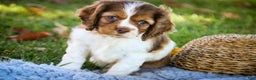 Cocker Spaniel dogs for sale: Everly - Ad 5