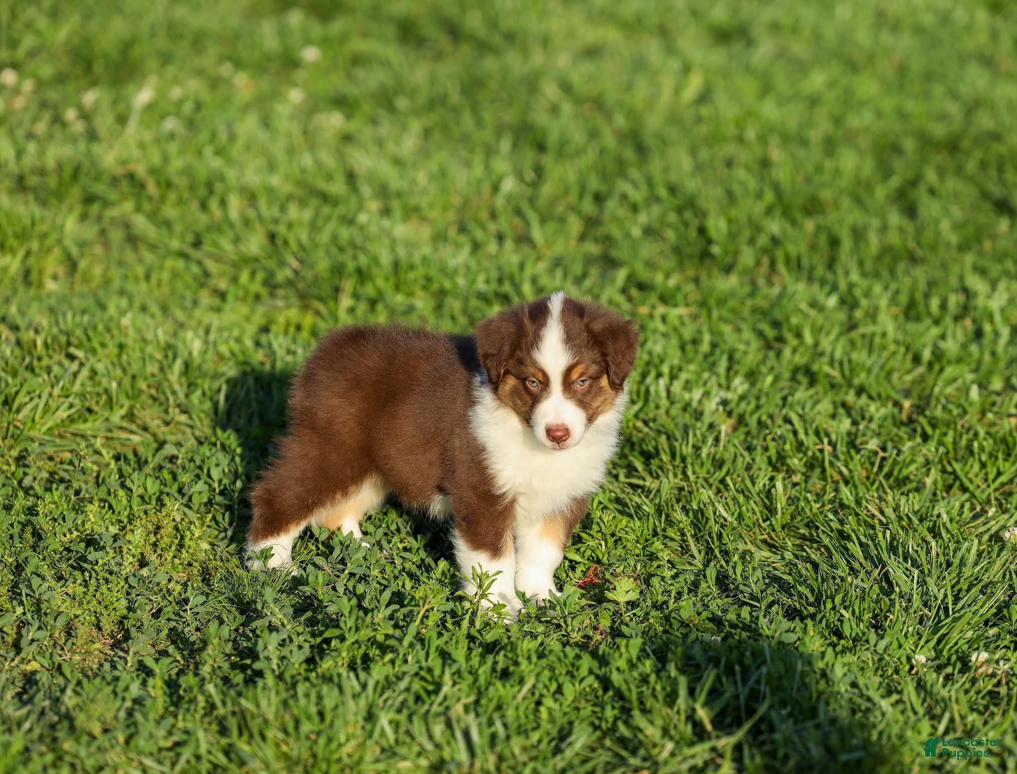 Miniature Australian Shepherd dogs Lava Miniature Australian Shepherd Puppy  - Ad 2