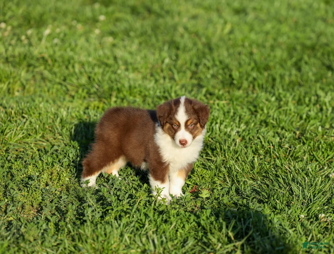 Miniature Australian Shepherd dogs for sale: Lava Miniature Australian Shepherd Puppy  - Ad 2