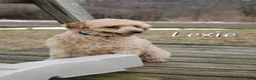 Miniature Poodle dogs for sale: Lexie - Ad 2