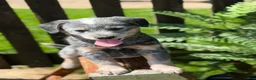Australian Cattle Dog dogs for sale: Bailey  - Ad 3
