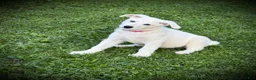German Shepherd dogs for sale: Pink - Ad 5